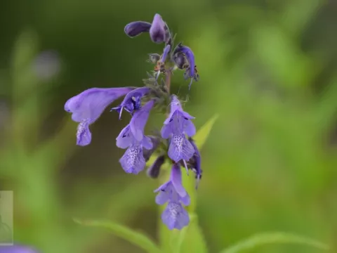 Nepeta sibirica