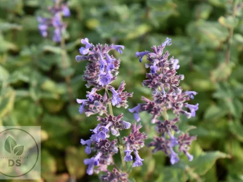 Nepeta grandiflora 'Summer Magic'