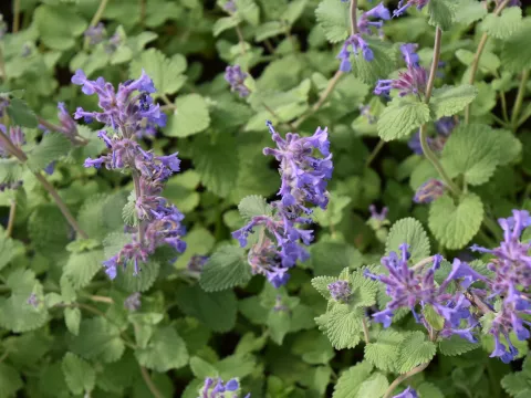Nepeta racemosa 'Superba'