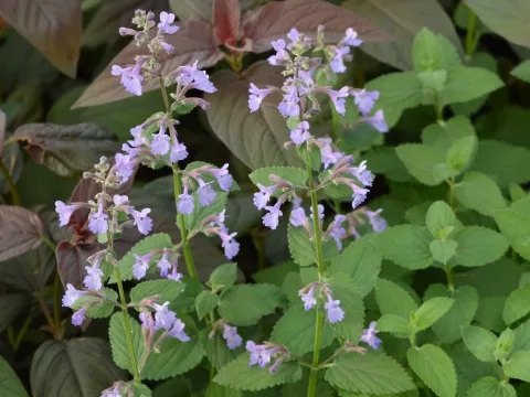 Nepeta grandiflora 'Wild Cat'