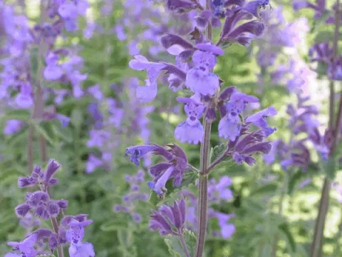 Nepeta faassenii 'Walkers Low'