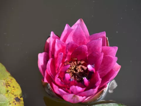Nymphaea 'James Brydon'