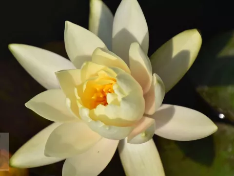 Nymphaea 'Lemon Mist'
