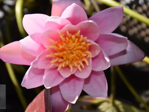 Nymphaea 'Pink Sensation'