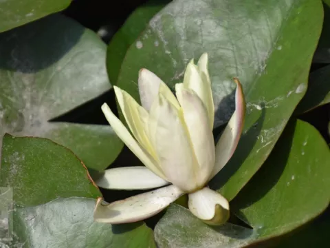 Nymphaea odorata 'Sulphurea'