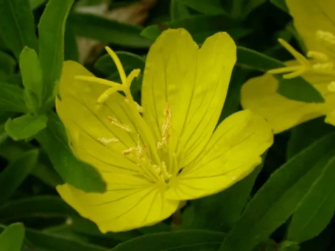 Oenothera hybr. 'African Sun'