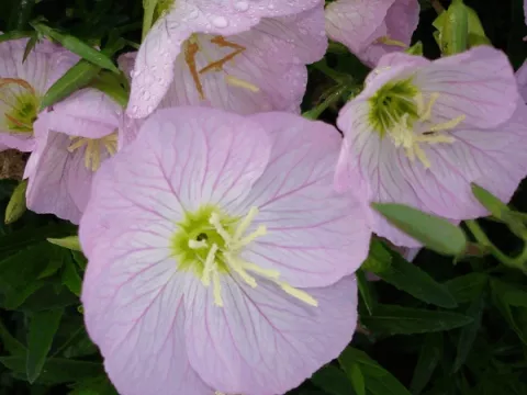 Oenothera speciosa 'Siskiyou'