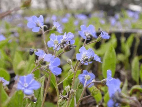 Omphalodes verna