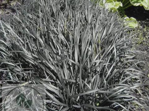 Ophiopogon planiscapus 'Niger'