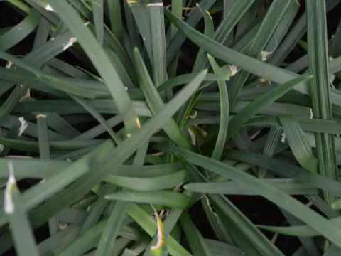 Ophiopogon planiscapus