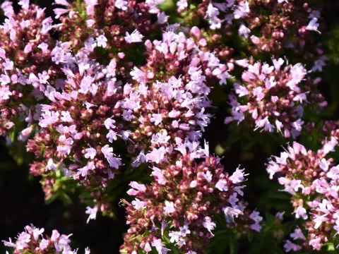 Origanum vulg. 'Compactum'