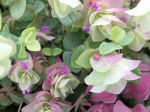 Origanum rot. 'Kent Beauty'