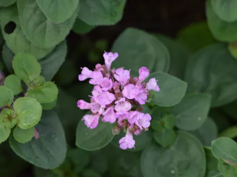 Origanum 'Rosenkuppel'
