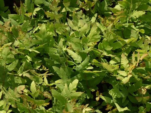 Osmunda regalis 'Purpurascens'