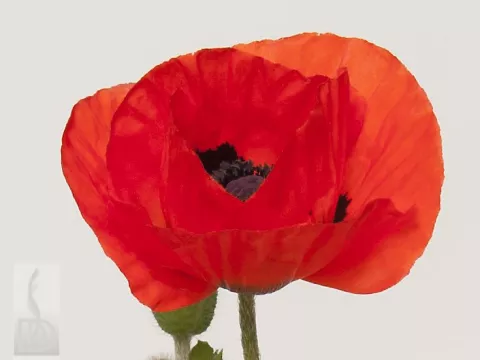 Papaver or. 'Allegro'