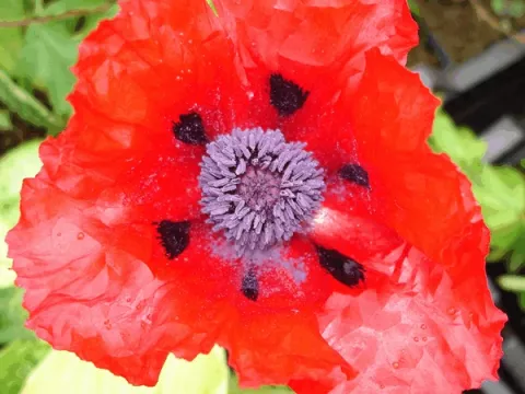 Papaver or. 'Beauty of Livermere'