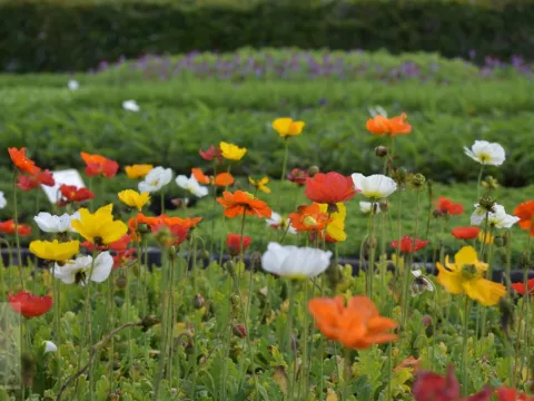 Papaver nudicaule 'Gartenzwerg'