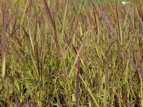 Panicum virg. 'Heiliger Hain'
