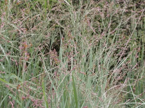 Panicum virg. 'Heavy Metal'