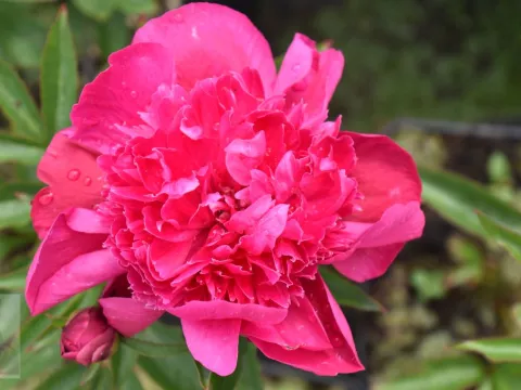 Paeonia (LD) 'Inspecteur Lavergne'