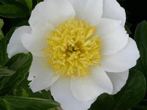 Paeonia (LE) 'Jan Van Leeuwen'