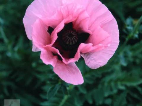 Papaver or. 'Konigin Alexandra'
