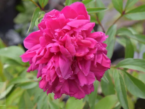 Paeonia (LD) 'Karl Rosenfield' P9