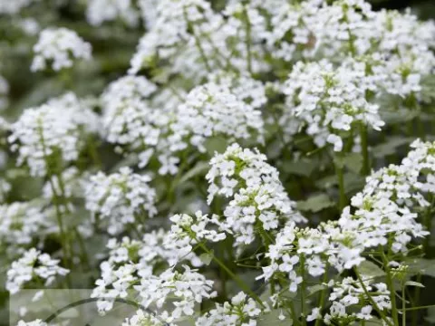 Pachyphragma macrophylla