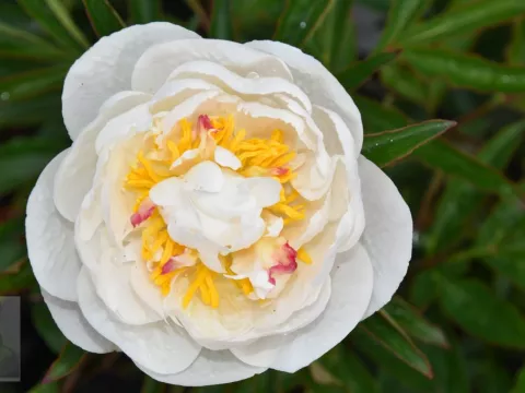 Paeonia (LD) 'Marie Lemoine'