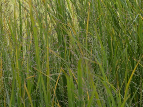 Panicum virg. 'Northwind'