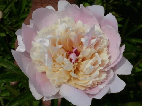Paeonia (LE) 'Nymphe'