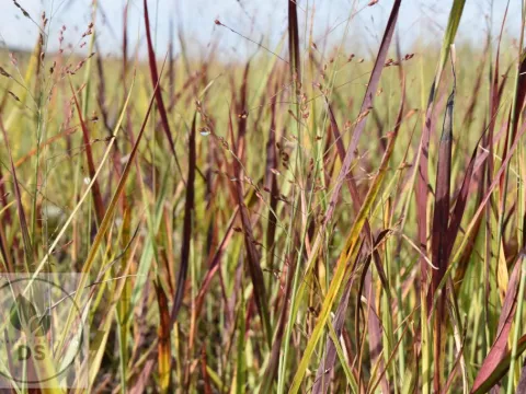 Panicum virg. 'Purple Breeze'