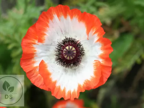 Papaver or. 'Picotee'