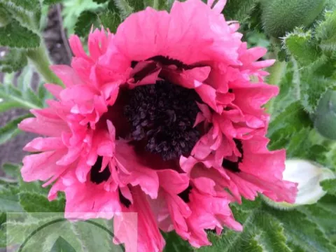 Papaver or. 'Pink Perfection'