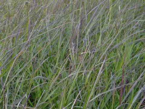 Panicum virg. 'Rehbraun'
