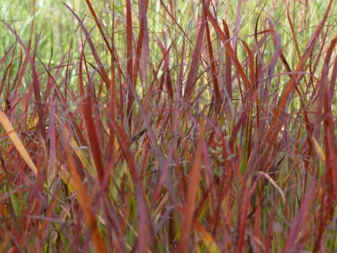 Panicum virg. 'Rotstrahlbusch'