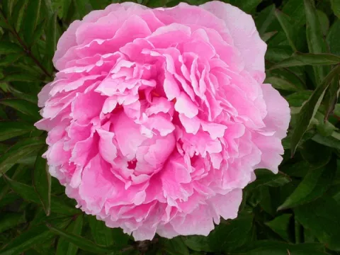 Paeonia (LD) 'Sarah Bernhardt' P9