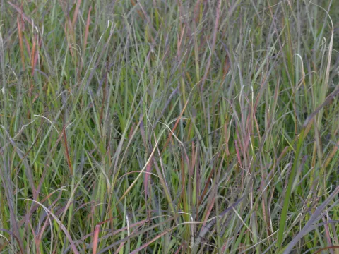 Panicum virg. 'Squaw'