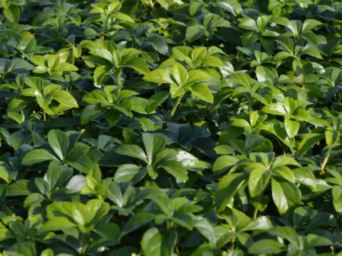 Pachysandra terminalis