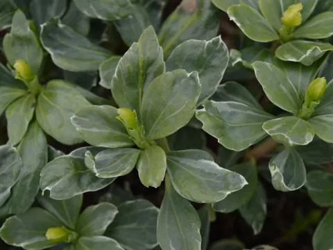 Pachysandra term. 'Variegata'