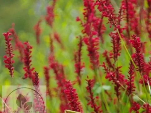 Persicaria amplex. 'Anne's Choice'