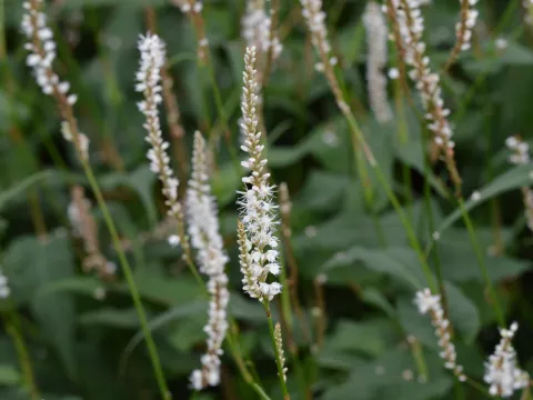Persicaria amplex. 'Alba'