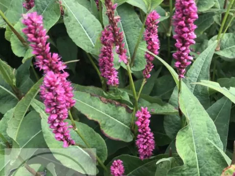 Persicaria amplex. 'Amethyst Summer'