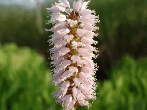 Persicaria bistorta