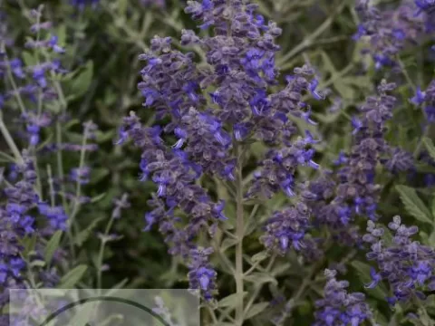 Perovskia atripl. 'Blue Steel'