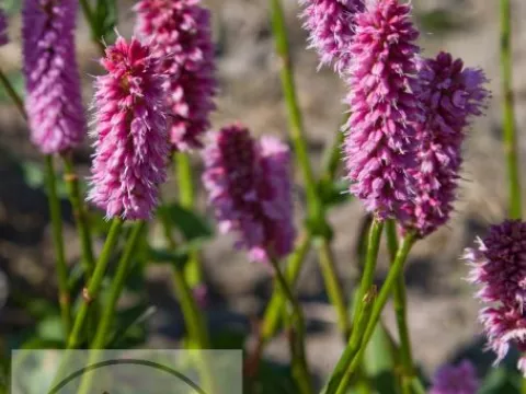 Persicaria bistorta 'Superba'