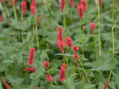 Persicaria amplex. JS 'Calor'