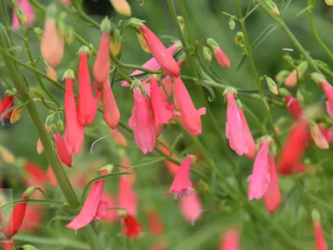 Penstemon barbatus 'Coccineus'