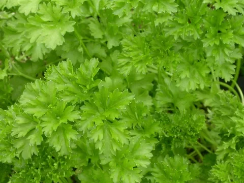 Petroselinum crispum