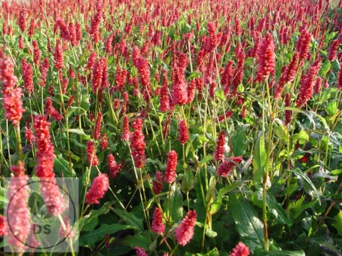 Persicaria amplex. JS 'Delgado Macho'